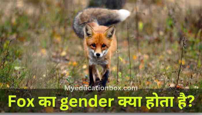 Fox ka gender kya hota hai | लोमड़ी का जेंडर क्या होता है?