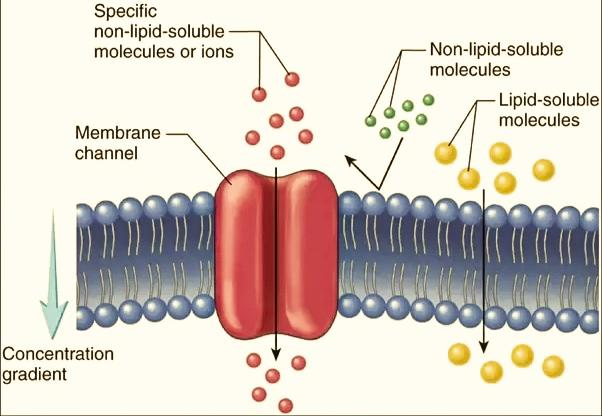 Why is the plasma membrane called a selectively permeable membrane
